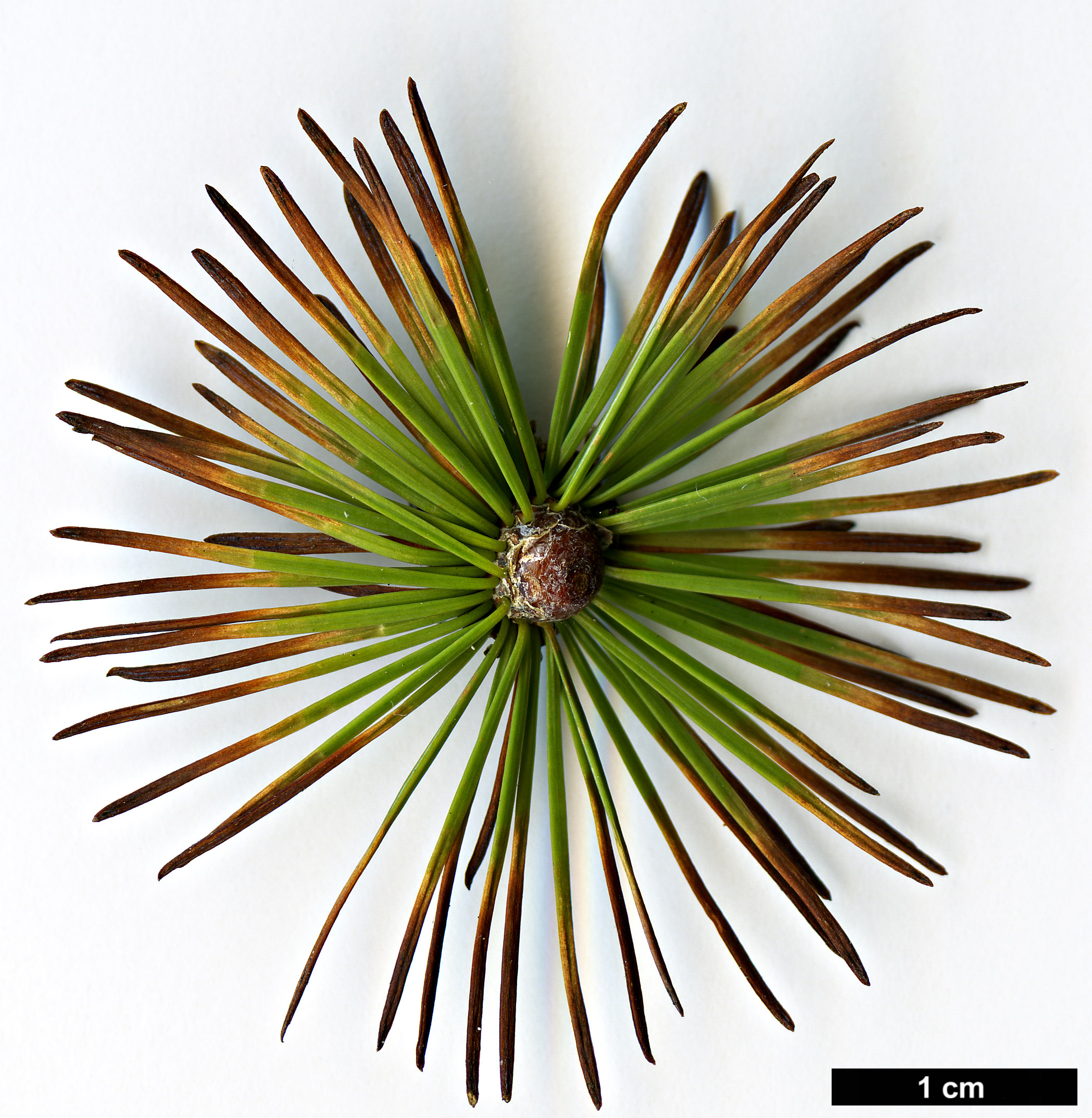 High resolution image: Family: Pinaceae - Genus: Larix - Taxon: kongboensis